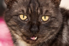 phoca_thumb_l_IMG_2689_resize