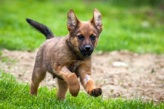 phoca_thumb_l_IMG_6646_resize
