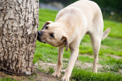 phoca_thumb_l_IMG_6668_resize