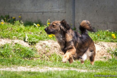 phoca_thumb_l_IMG_6695_resize