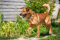 phoca_thumb_l_IMG_6717_resize