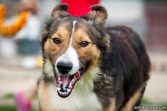 phoca_thumb_l_IMG_6805_resize