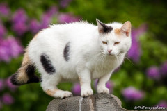 phoca_thumb_l_IMG_6894_resize