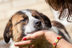 phoca_thumb_l_IMG_6907_resize