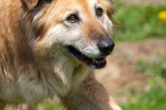 phoca_thumb_l_IMG_6935_resize