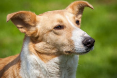 phoca_thumb_l_IMG_6940_resize