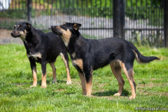 phoca_thumb_l_IMG_6975_resize