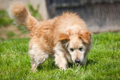 phoca_thumb_l_IMG_6981_resize