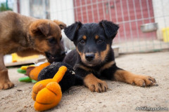 phoca_thumb_l_IMG_7130_resize