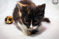 phoca_thumb_l_IMG_9725_resize