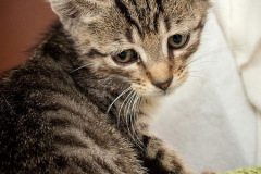 phoca_thumb_l_IMG_9743_resize