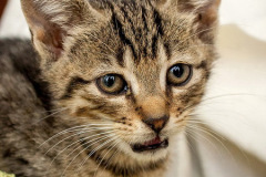 phoca_thumb_l_IMG_9748_resize