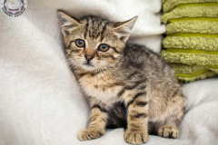 phoca_thumb_l_IMG_9760_resize