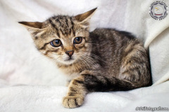 phoca_thumb_l_IMG_9765_resize