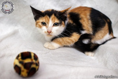 phoca_thumb_l_IMG_9792_resize