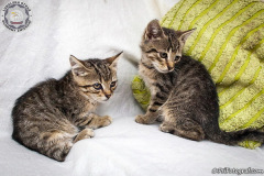 phoca_thumb_l_IMG_9813_resize