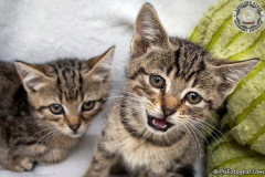 phoca_thumb_l_IMG_9821_resize