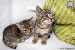 phoca_thumb_l_IMG_9822_resize