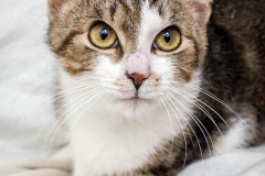 phoca_thumb_l_IMG_9844_resize