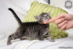 phoca_thumb_l_IMG_9858_resize