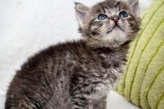 phoca_thumb_l_IMG_9864_resize