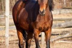 phoca_thumb_l_IMG_4964_resize