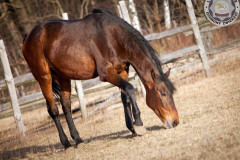 phoca_thumb_l_IMG_4965_resize