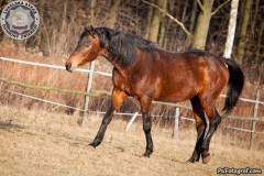 phoca_thumb_l_IMG_4969_resize