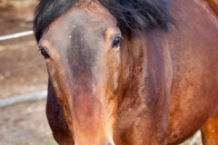 phoca_thumb_l_IMG_4976_resize