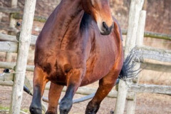 phoca_thumb_l_IMG_4981_resize