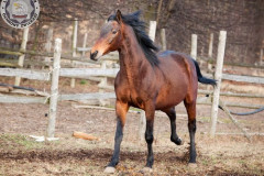 phoca_thumb_l_IMG_4982_resize