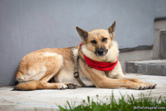 phoca_thumb_l_IMG_0111_resize