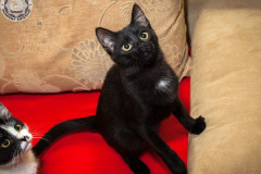phoca_thumb_l_IMG_2553_resize