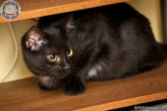 phoca_thumb_l_IMG_2579_resize