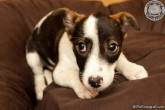 phoca_thumb_l_IMG_2590_resize