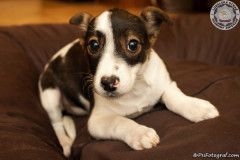 phoca_thumb_l_IMG_2593_resize