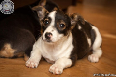 phoca_thumb_l_IMG_2607_resize