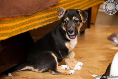 phoca_thumb_l_IMG_2616_resize