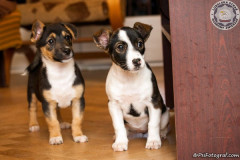 phoca_thumb_l_IMG_2619_resize
