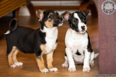 phoca_thumb_l_IMG_2623_resize