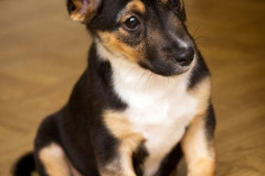phoca_thumb_l_IMG_2632_resize