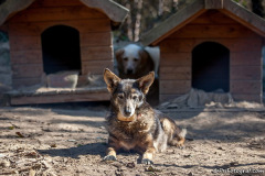 phoca_thumb_l_IMG_0309_resize