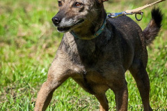 phoca_thumb_l_IMG_0510_resize