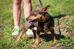 phoca_thumb_l_IMG_0717_resize
