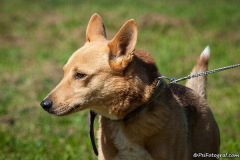 phoca_thumb_l_IMG_0814_resize