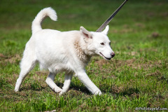 phoca_thumb_l_IMG_0948_resize