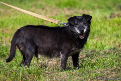 phoca_thumb_l_IMG_0965_resize