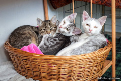 phoca_thumb_l_IMG_1176_resize
