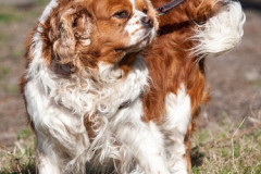 phoca_thumb_l_IMG_5959_resize