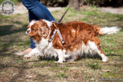 phoca_thumb_l_IMG_5965_resize